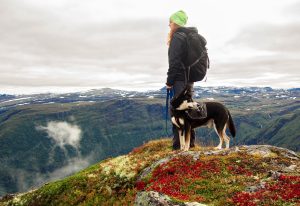 7 tips when taking your pet on a hiking trip-beesoffpeak