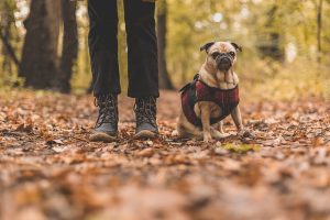 7 tips when taking your pet on a hiking trip-beesoffpeak