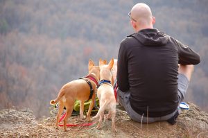 7 tips when taking your pet on a hiking trip-beesoffpeak